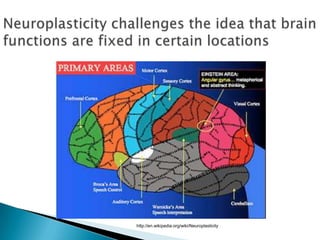 Neuroplasticity challenges the idea that brain functions are fixed in certain locationshttp://en.wikipedia.org/wiki/Neuroplasticity