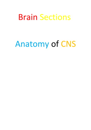 Brain Sections
Anatomy of CNS
 