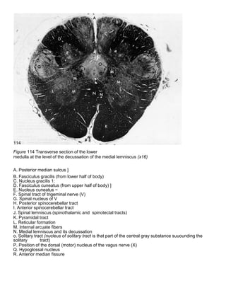 Figure 114 Transverse section of the lower
medulla at the level of the decussation of the medial lemniscus (x16)
A. Posterior median sulcus ]
B. Fasciculus gracilis (from lower half of body)
C. Nucleus gracilis 1:
D. Fasciculus cuneatus (from upper half of body) ]
E. Nucleus cuneatus ~
F. Spinal tract of trigeminal nerve (V)
G. Spinal nucleus of V
H. Posterior spinocerebellar tract
I. Anterior spinocerebellar tract
J. Spinal lemniscus (spinothalamic and spinotectal tracts)
K. Pyramidal tract
L. Reticular formation
M. Internal arcuate fibers
N. Medial lemniscus and its decussation
o. Solitary tract (nucleus of solitary tract is that part of the central gray substance suuounding the
solitary tract)
P. Position of the dorsal (motor) nucleus of the vagus nerve (X)
Q. Hypoglossal nucleus
R. Anterior median fissure
 