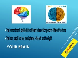 YOUR BRAIN
 