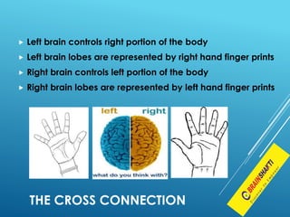  Left brain controls right portion of the body
 Left brain lobes are represented by right hand finger prints
 Right brain controls left portion of the body
 Right brain lobes are represented by left hand finger prints
THE CROSS CONNECTION
 