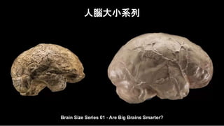 人腦大小系列
Brain Size Series 01 - Are Big Brains Smarter?
 