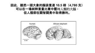 Brain Size Series 01 - Are Big Brains Smarter？.pptx