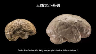 人腦大小系列
Brain Size Series 02 - Why are people's brains different sizes？
 