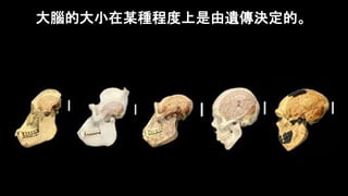 Brain Size Series 02 -  Why are people's brains different sizes？.pptx