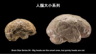 人腦大小系列
Brain Size Series 04 - Big heads are the smart ones, but pointy heads are not
 