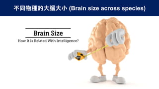 Brain Size Series 05 - Does Brain Size Matter？.pptx