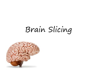 Brain Slicing
 