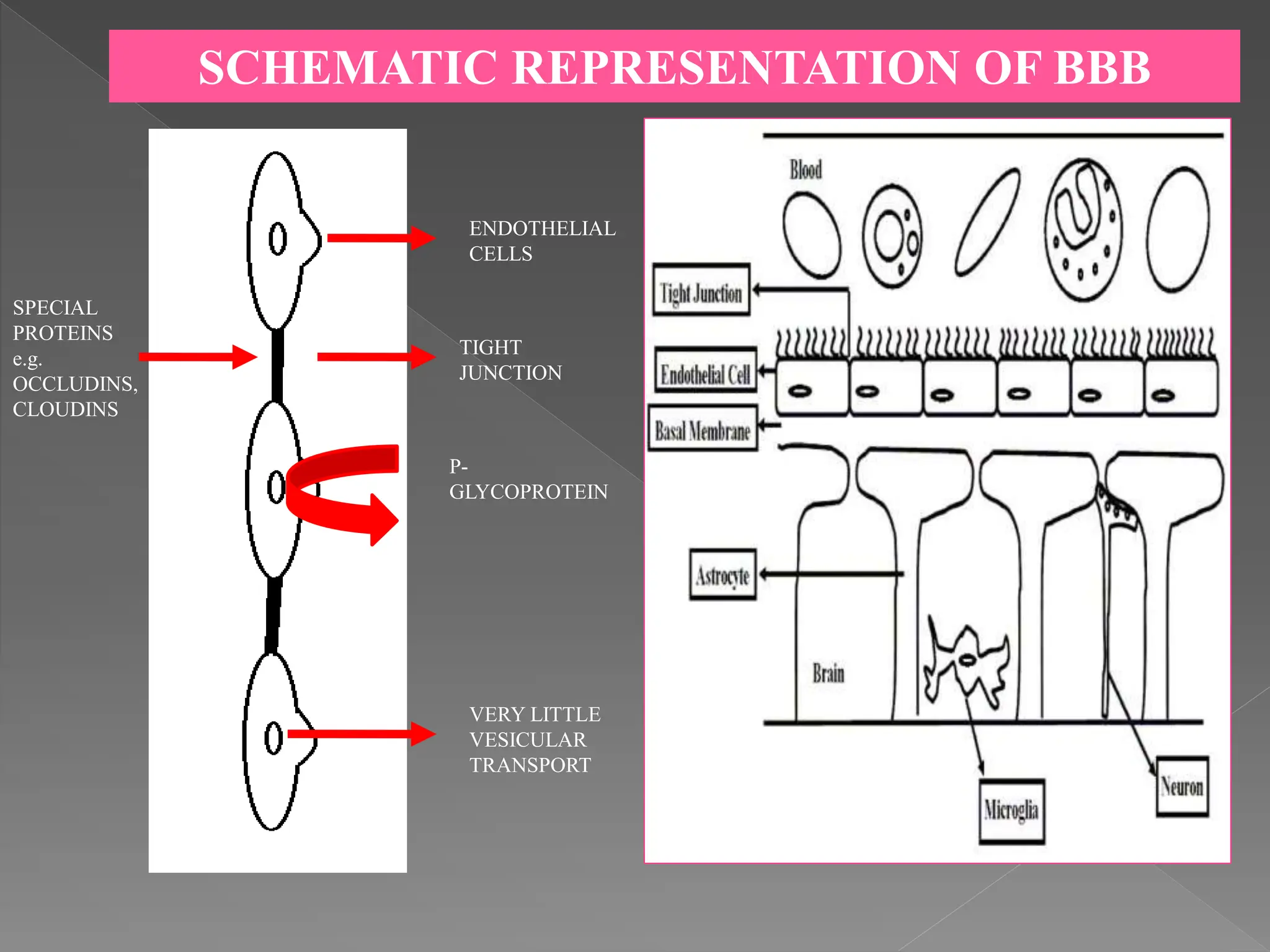 SPECIAL
PROTEINS
e.g.
OCCLUDINS,
CLOUDINS
TIGHT
JUNCTION
P-
GLYCOPROTEIN
VERY LITTLE
VESICULAR
TRANSPORT
ENDOTHELIAL
CELLS
SCHEMATIC REPRESENTATION OF BBB
 