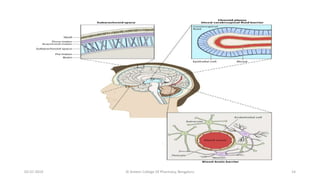 Brain specific drug delivery | PPTX