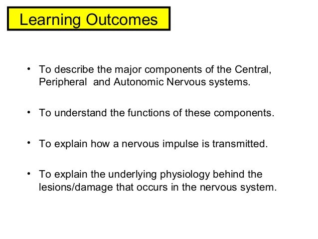 Brain Spinal Cord Notes
