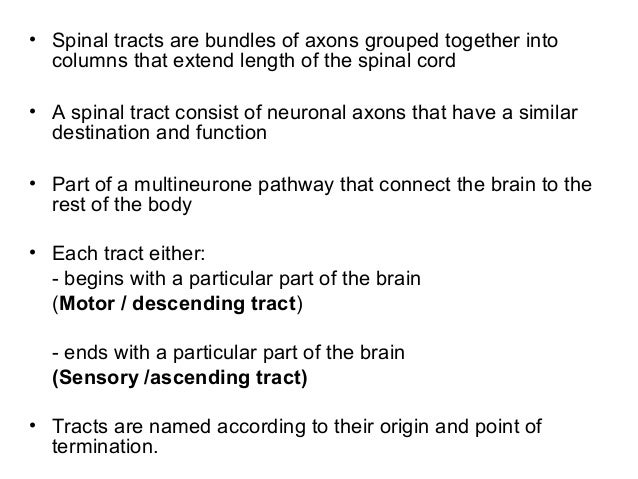 Brain Spinal Cord Notes