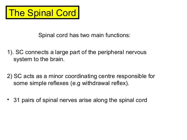 brain spinal cord notes function of spinal cord