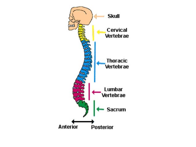 Brain spinal cord notes