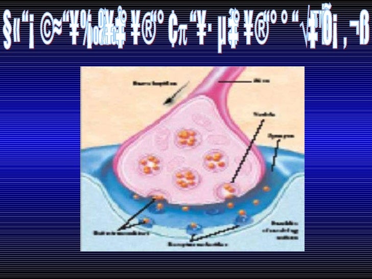 3 brain neuron cells in the body head heart intestines 3 brain neuron cells in the body head heart intestines