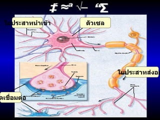 เซลประสาท ใยประสาทนำเข้า ตัวเซล ใยประสาทส่งออก จุดเชื่อมต่อ 