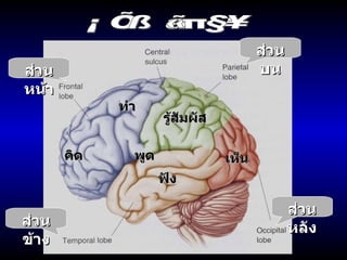 สมองส่วนคิด ส่วนหน้า ส่วนข้าง ส่วนบน ส่วนหลัง ทำ คิด ฟัง เห็น พูด รู้สัมผัส 