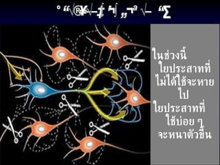 การจัดระเบียบใยประสาท ในช่วงนี้  ใยประสาทที่ ไม่ได้ใช้จะหายไป  ใยประสาทที่  ใช้บ่อย ๆ  จะหนาตัวขึ้น 