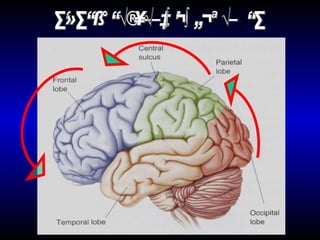 ทิศทางการจัดระเบียบใยประสาท 