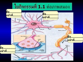 ใบกิจกรรมที่  1.1   ต่อภาพสมอง ชื่อ .................. หน้าที่ ............. ชื่อ .................. หน้าที่ ............. ชื่อ .................. หน้าที่ ............. ชื่อ .................. หน้าที่ ............. 