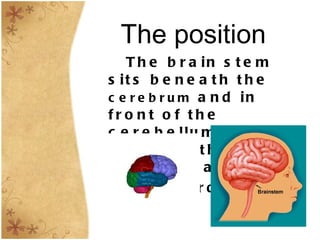 The position The brain stem sits beneath the  cerebrum  and in front of the cerebellum, between the thalamus and spinal cord.   