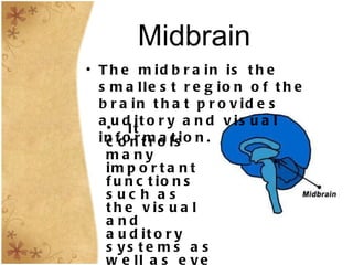 Midbrain The midbrain is the smallest region of the brain that provides auditory and visual information.  It controls many important functions such as the visual and auditory systems as well as eye movement.  