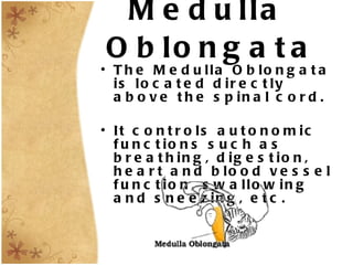 Medulla    Oblongata The Medulla Oblongata is located directly above the spinal cord. It controls autonomic functions such as breathing, digestion, heart and blood vessel function, swallowing and sneezing, etc. 