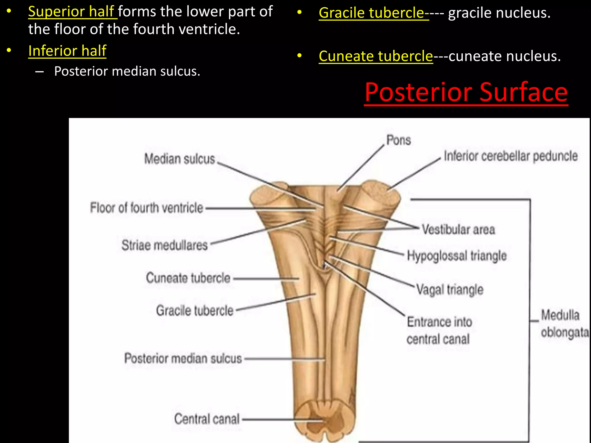 Brain stem | PPTX