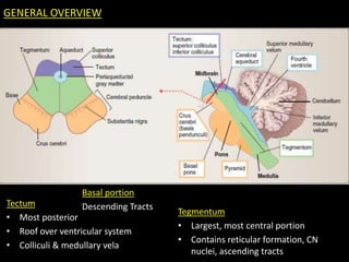 Brain stem | PPTX