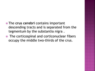  The crus cerebri contains important
descending tracts and is separated from the
tegmentum by the substantia nigra .
 The corticospinal and corticonuclear fibers
occupy the middle two-thirds of the crus.
 
