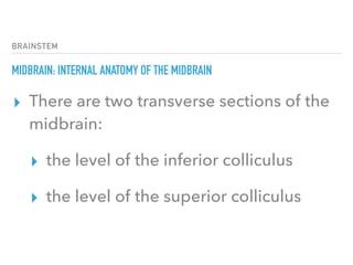 BRAINSTEM
MIDBRAIN: INTERNAL ANATOMY OF THE MIDBRAIN
▸ There are two transverse sections of the
midbrain:
▸ the level of the inferior colliculus
▸ the level of the superior colliculus
 