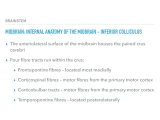 BRAINSTEM
MIDBRAIN: INTERNAL ANATOMY OF THE MIDBRAIN - INFERIOR COLLICULUS
▸ The anteriolateral surface of the midbrain houses the paired crus
cerebri
▸ Four ﬁbre tracts run within the crus:
▸ Frontopontine ﬁbres – located most medially
▸ Corticospinal ﬁbres – motor ﬁbres from the primary motor cortex
▸ Corticobulbar tracts – motor ﬁbres from the primary motor cortex
▸ Temporopontine ﬁbres – located posterolaterally
 