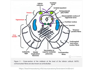 https://teachmeanatomy.info/neuroanatomy/brainstem/midbrain/
 