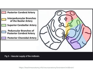 https://teachmeanatomy.info/neuroanatomy/brainstem/midbrain/
 