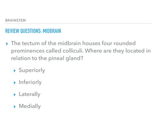 BRAINSTEM
REVIEW QUESTIONS: MIDBRAIN
▸ The tectum of the midbrain houses four rounded
prominences called colliculi. Where are they located in
relation to the pineal gland?
▸ Superiorly
▸ Inferiorly
▸ Laterally
▸ Medially
 