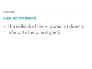 BRAINSTEM
REVIEW QUESTIONS: MIDBRAIN
▸ The colliculi of the midbrain sit directly
inferior to the pineal gland
 