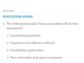 BRAINSTEM
REVIEW QUESTIONS: MIDBRAIN
▸ The interpeduncular fossa separates which two
structures?
▸ Cerebral peduncles
▸ Superior and inferior colliculi
▸ Cerebellar peduncles
▸ Pars reticulata and pars compacta
 