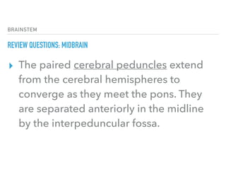 BRAINSTEM
REVIEW QUESTIONS: MIDBRAIN
▸ The paired cerebral peduncles extend
from the cerebral hemispheres to
converge as they meet the pons. They
are separated anteriorly in the midline
by the interpeduncular fossa.
 