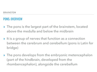 BRAINSTEM
PONS: OVERVIEW
▸ The pons is the largest part of the brainstem, located
above the medulla and below the midbrain
▸ It is a group of nerves that function as a connection
between the cerebrum and cerebellum (pons is Latin for
bridge)
▸ The pons develops from the embryonic metencephalon 
(part of the hindbrain, developed from the
rhombencephalon), alongside the cerebellum
 