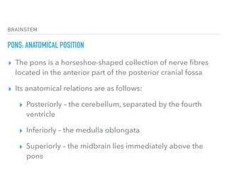 BRAINSTEM
PONS: ANATOMICAL POSITION
▸ The pons is a horseshoe-shaped collection of nerve ﬁbres
located in the anterior part of the posterior cranial fossa
▸ Its anatomical relations are as follows:
▸ Posteriorly – the cerebellum, separated by the fourth
ventricle
▸ Inferiorly – the medulla oblongata
▸ Superiorly – the midbrain lies immediately above the
pons
 