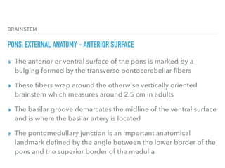 BRAINSTEM
PONS: EXTERNAL ANATOMY - ANTERIOR SURFACE
▸ The anterior or ventral surface of the pons is marked by a
bulging formed by the transverse pontocerebellar ﬁbers
▸ These ﬁbers wrap around the otherwise vertically oriented
brainstem which measures around 2.5 cm in adults
▸ The basilar groove demarcates the midline of the ventral surface
and is where the basilar artery is located
▸ The pontomedullary junction is an important anatomical
landmark deﬁned by the angle between the lower border of the
pons and the superior border of the medulla
 