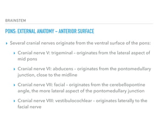BRAINSTEM
PONS: EXTERNAL ANATOMY - ANTERIOR SURFACE
▸ Several cranial nerves originate from the ventral surface of the pons:
▸ Cranial nerve V: trigeminal – originates from the lateral aspect of
mid pons
▸ Cranial nerve VI: abducens – originates from the pontomedullary
junction, close to the midline
▸ Cranial nerve VII: facial – originates from the cerebellopontine
angle, the more lateral aspect of the pontomedullary junction
▸ Cranial nerve VIII: vestibulocochlear – originates laterally to the
facial nerve
 