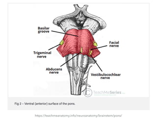 https://teachmeanatomy.info/neuroanatomy/brainstem/pons/
 