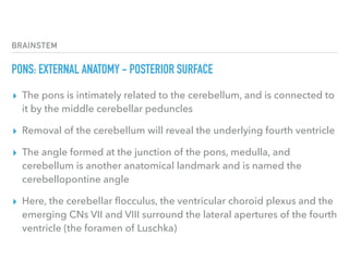 BRAINSTEM
PONS: EXTERNAL ANATOMY - POSTERIOR SURFACE
▸ The pons is intimately related to the cerebellum, and is connected to
it by the middle cerebellar peduncles
▸ Removal of the cerebellum will reveal the underlying fourth ventricle
▸ The angle formed at the junction of the pons, medulla, and
cerebellum is another anatomical landmark and is named the
cerebellopontine angle
▸ Here, the cerebellar ﬂocculus, the ventricular choroid plexus and the
emerging CNs VII and VIII surround the lateral apertures of the fourth
ventricle (the foramen of Luschka)
 