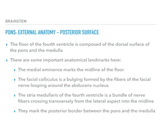 BRAINSTEM
PONS: EXTERNAL ANATOMY - POSTERIOR SURFACE
▸ The ﬂoor of the fourth ventricle is composed of the dorsal surface of
the pons and the medulla
▸ There are some important anatomical landmarks here:
▸ The medial eminence marks the midline of the ﬂoor
▸ The facial colliculus is a bulging formed by the ﬁbers of the facial
nerve looping around the abducens nucleus
▸ The stria medullaris of the fourth ventricle is a bundle of nerve
ﬁbers crossing transversely from the lateral aspect into the midline
▸ They mark the posterior border between the pons and the medulla
 