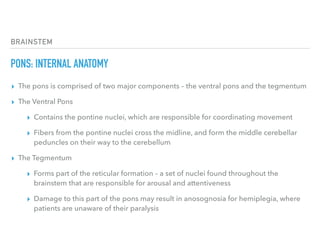 BRAINSTEM
PONS: INTERNAL ANATOMY
▸ The pons is comprised of two major components – the ventral pons and the tegmentum
▸ The Ventral Pons 
▸ Contains the pontine nuclei, which are responsible for coordinating movement
▸ Fibers from the pontine nuclei cross the midline, and form the middle cerebellar
peduncles on their way to the cerebellum
▸ The Tegmentum 
▸ Forms part of the reticular formation – a set of nuclei found throughout the
brainstem that are responsible for arousal and attentiveness
▸ Damage to this part of the pons may result in anosognosia for hemiplegia, where
patients are unaware of their paralysis
 