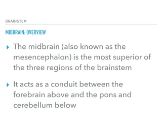 BRAINSTEM
MIDBRAIN: OVERVIEW
▸ The midbrain (also known as the
mesencephalon) is the most superior of
the three regions of the brainstem
▸ It acts as a conduit between the
forebrain above and the pons and
cerebellum below
 