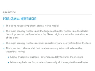BRAINSTEM
PONS: CRANIAL NERVE NUCLEI
▸ The pons houses important cranial nerve nuclei
▸ The main sensory nucleus and the trigeminal motor nucleus are located in
the midpons – at the level where the ﬁbers originate from the lateral aspect
of the pons
▸ The main sensory nucleus receives somatosensory information from the face
▸ There are two other nuclei that receive sensory information from the
trigeminal nerve:
▸ Spinal trigeminal nucleus – extends caudally towards the medulla
▸ Mesencephalic nucleus – extends rostrally all the way to the midbrain
 