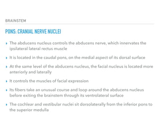 BRAINSTEM
PONS: CRANIAL NERVE NUCLEI
▸ The abducens nucleus controls the abducens nerve, which innervates the
ipsilateral lateral rectus muscle
▸ It is located in the caudal pons, on the medial aspect of its dorsal surface
▸ At the same level of the abducens nucleus, the facial nucleus is located more
anteriorly and laterally
▸ It controls the muscles of facial expression
▸ Its ﬁbers take an unusual course and loop around the abducens nucleus
before exiting the brainstem through its ventrolateral surface
▸ The cochlear and vestibular nuclei sit dorsolaterally from the inferior pons to
the superior medulla
 