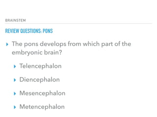 BRAINSTEM
REVIEW QUESTIONS: PONS
▸ The pons develops from which part of the
embryonic brain?
▸ Telencephalon
▸ Diencephalon
▸ Mesencephalon
▸ Metencephalon
 